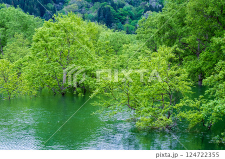白川湖の水没林 124722355