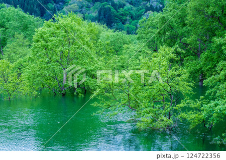 白川湖の水没林 白川湖の水没林 124722356