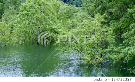 白川湖の水没林 124722357