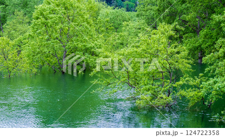 白川湖の水没林 白川湖の水没林 124722358