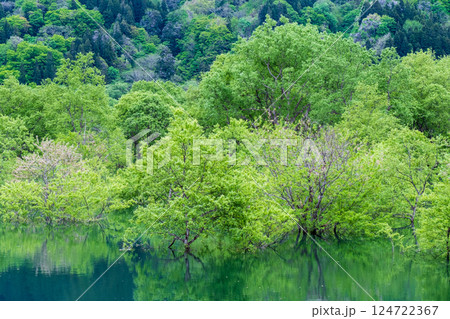 白川湖の水没林 124722367