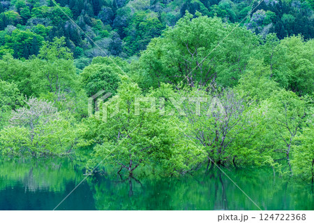白川湖の水没林 124722368
