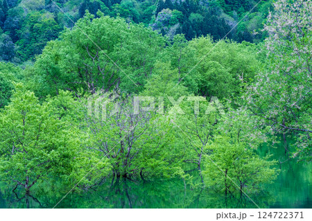 白川湖の水没林 白川湖の水没林 124722371