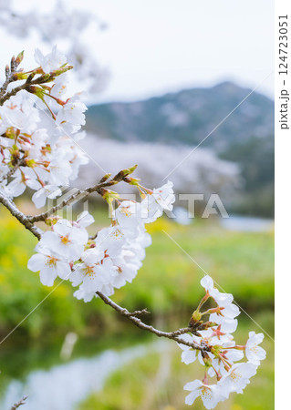 桜の季節 124723051
