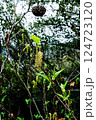 植物 124723120