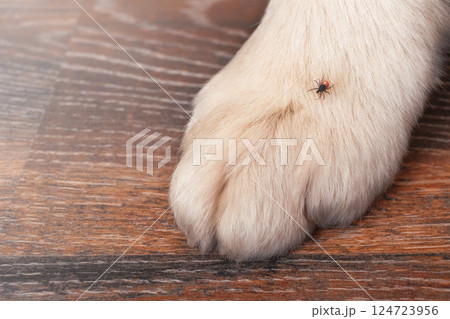 Tick on a dog's paw, close up photo macro, copy space Tick on a dog's paw, close up photo macro, copy space 124723956