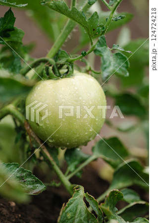 Green young tomatoes bush. Tomatoes branch, eco organic vegetables. Copy space, banner 124724218