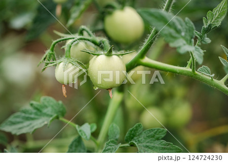 Green young tomatoes bush. Tomatoes branch, eco organic vegetables. Copy space, banner 124724230