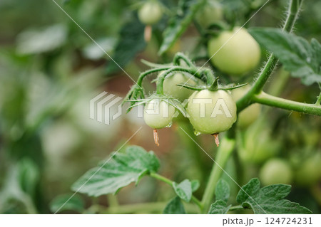 Green young tomatoes bush. Tomatoes branch, eco organic vegetables. Copy space, banner Green young tomatoes bush. Tomatoes branch, eco organic vegetables. Copy space, banner 124724231