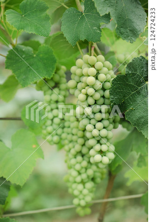 Green bunch grapes branch. Growing eco organic viticulture. Copy space, place text, banner, harvest Green bunch grapes branch. Growing eco organic viticulture. Copy space, place text, banner, harvest 124724233