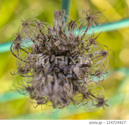 dried flower beauty 124724927