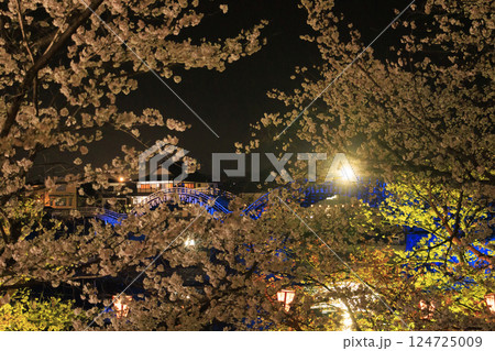 錦帯橋 満開の夜桜ライトアップ 124725009
