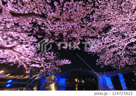 錦帯橋 満開の夜桜ライトアップ 錦帯橋 満開の夜桜ライトアップ 124725023