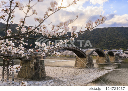 錦帯橋 満開の桜　夕刻 124725087