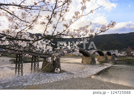 錦帯橋 満開の桜 夕刻 錦帯橋 満開の桜 夕刻 124725088