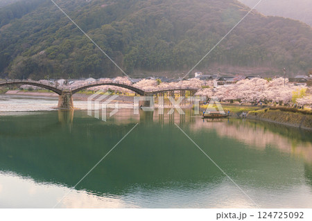 錦帯橋 満開の桜 夕刻 錦帯橋 満開の桜 夕刻 124725092