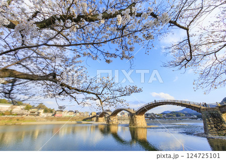 錦帯橋 満開の桜　夕刻 124725101