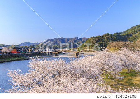錦帯橋 満開の桜 早朝 錦帯橋 満開の桜 早朝 124725189