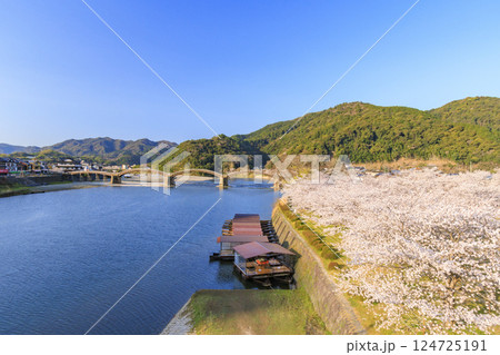 錦帯橋 満開の桜　早朝 124725191