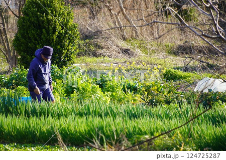 畑仕事をする男性(立) 畑仕事をする男性(立) 124725287