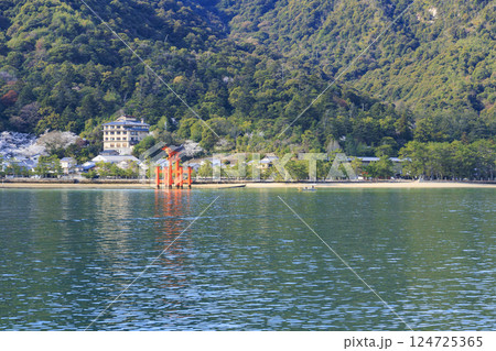 桜満開の宮島と厳島神社 桜満開の宮島と厳島神社 124725365