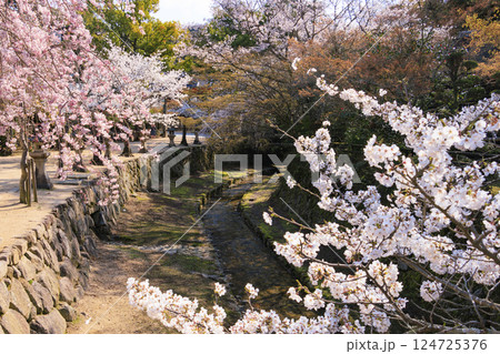 桜満開の宮島と厳島神社 124725376