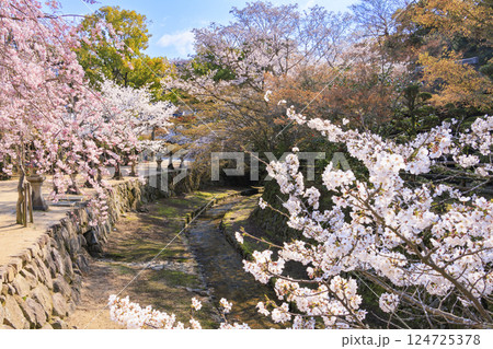 桜満開の宮島と厳島神社 桜満開の宮島と厳島神社 124725378