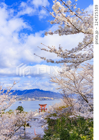 桜満開の宮島と厳島神社 124725389