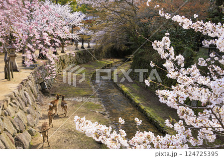 桜満開の宮島と厳島神社 124725395