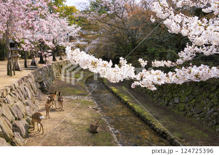 桜満開の宮島と厳島神社 124725396