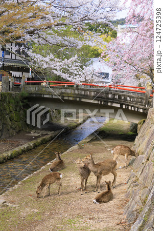桜満開の宮島と厳島神社 桜満開の宮島と厳島神社 124725398