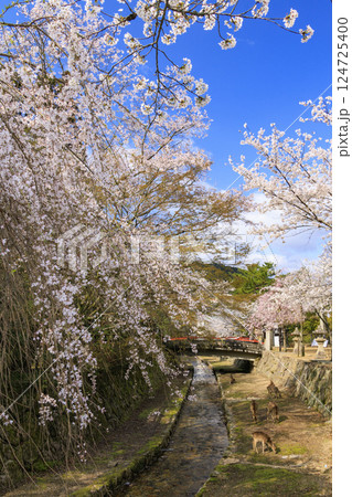桜満開の宮島と厳島神社 桜満開の宮島と厳島神社 124725400
