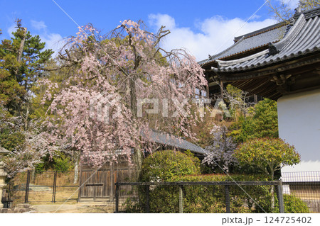 桜満開の宮島と厳島神社 124725402