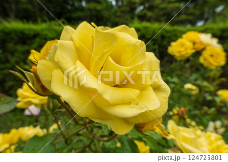 鮮やかな黄色が輝くバラの花 鮮やかな黄色が輝くバラの花 124725801
