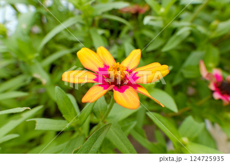鮮やかな黄と赤のジニアの花 124725935