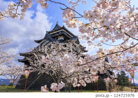 桜満開の国宝松江城 桜満開の国宝松江城 124725976