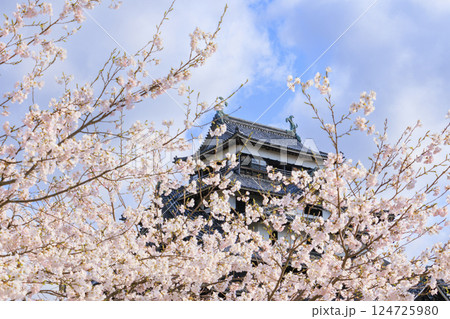 桜満開の国宝松江城 桜満開の国宝松江城 124725980