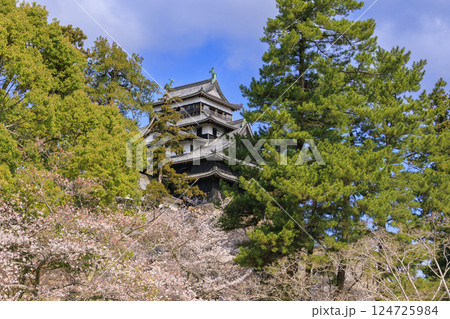 桜満開の国宝松江城 124725984