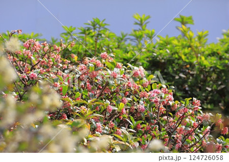 春の花 沈丁花(ジンチョウゲ) 春の花 沈丁花(ジンチョウゲ) 124726058