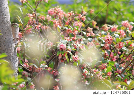 春の花　沈丁花（ジンチョウゲ） 124726061
