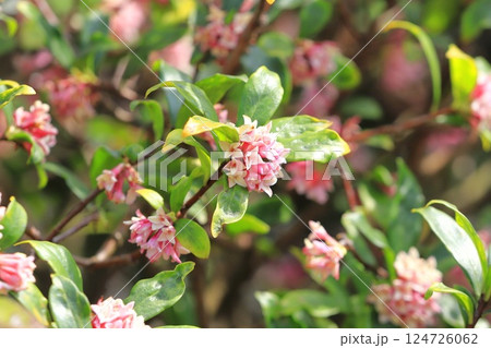 春の花 沈丁花(ジンチョウゲ) 春の花 沈丁花(ジンチョウゲ) 124726062