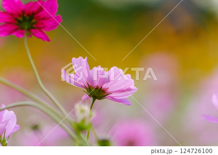 優しい光に包まれたピンクのコスモス 124726100