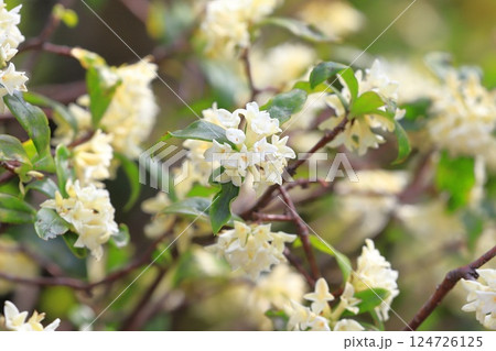白い沈丁花(ジンチョウゲ)の花 白い沈丁花(ジンチョウゲ)の花 124726125