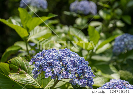 日差しに映えるオタフクアジサイの青い花 124726141