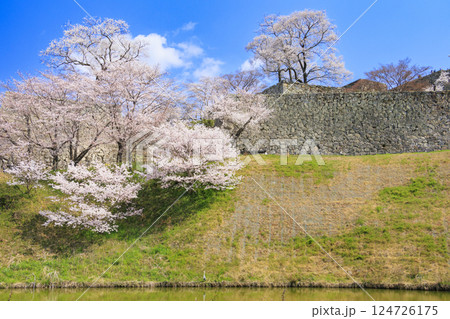 桜満開の津山城 124726175