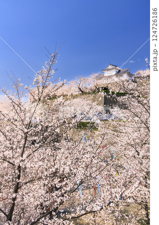 桜満開の津山城 桜満開の津山城 124726186
