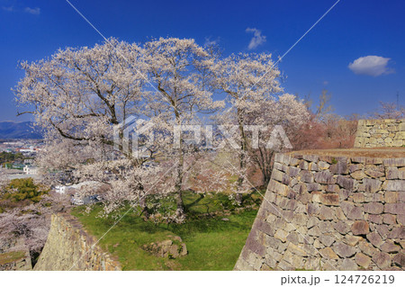 桜満開の津山城 124726219