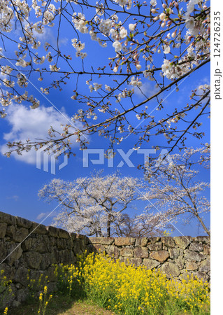 桜満開の津山城 124726235