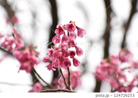 早咲きの寒緋桜 124726253
