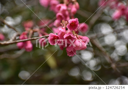 早咲きの寒緋桜 早咲きの寒緋桜 124726254